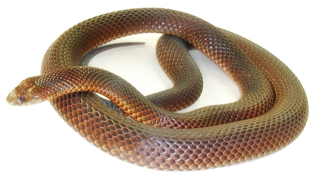 Snake650pw