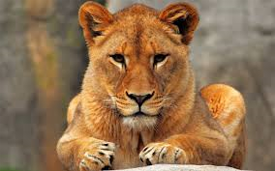 Lioness 1