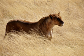 Lioness 2